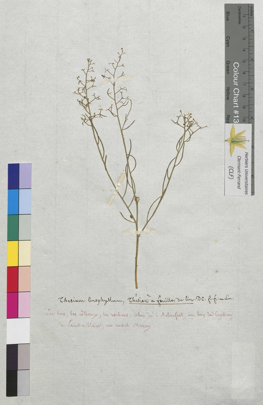 Thesium linophyllon (Santalaceae)