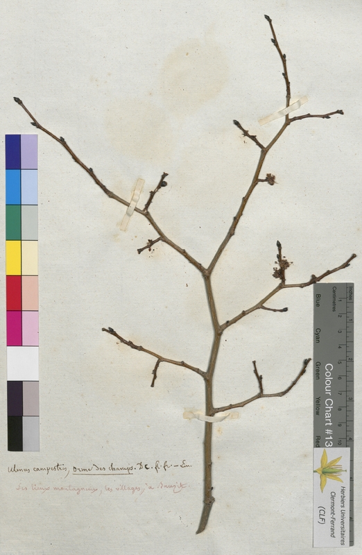 Ulmus campestris (Ulmaceae)