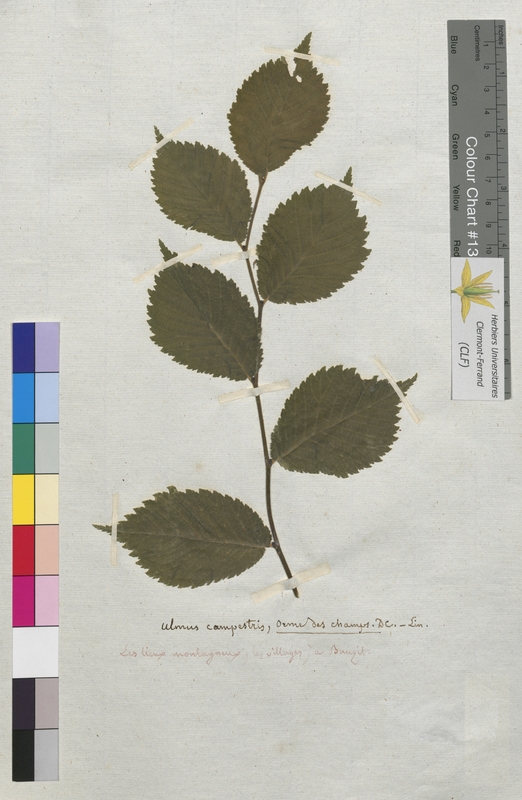 Ulmus campestris (Ulmaceae)