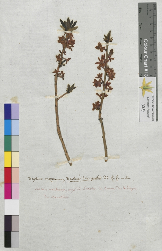 Daphne mezereum (Thymelaeaceae)