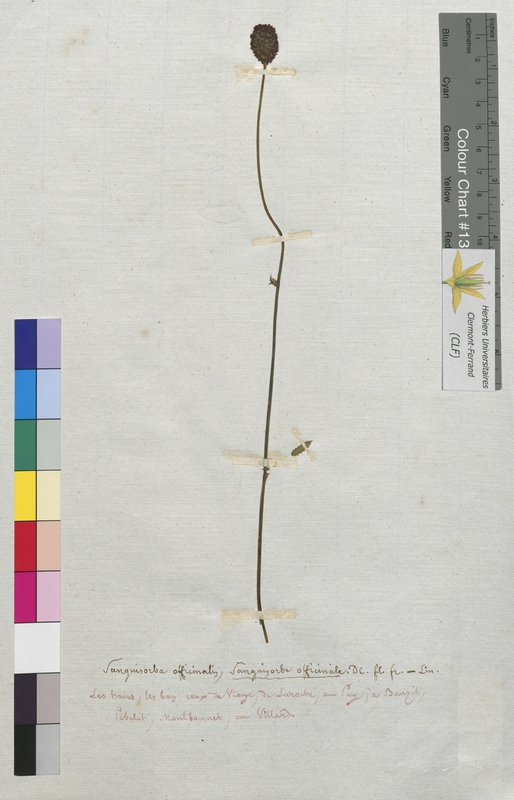 Sanguisorba officinalis (Rosaceae)