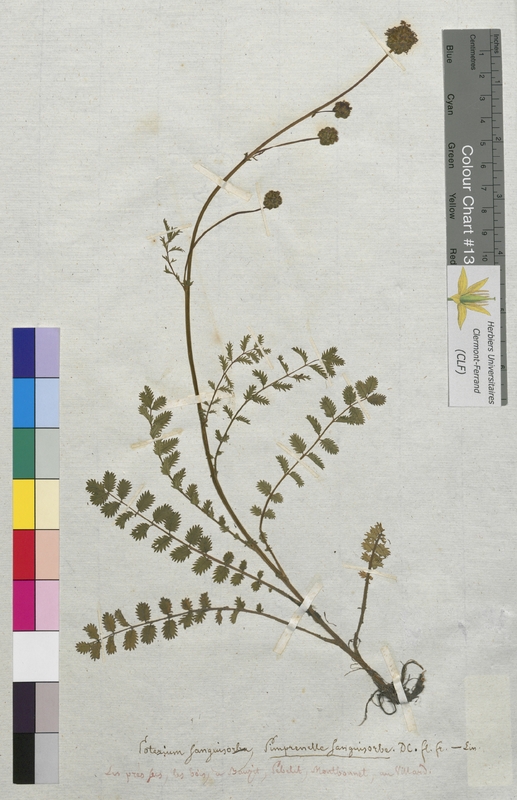 Poterium sanguisorba (Rosaceae)