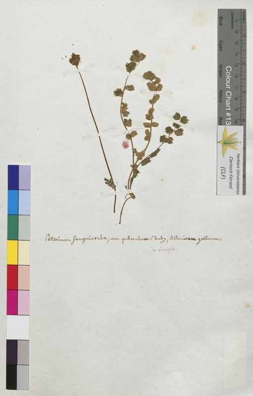 Poterium sanguisorba (Rosaceae)