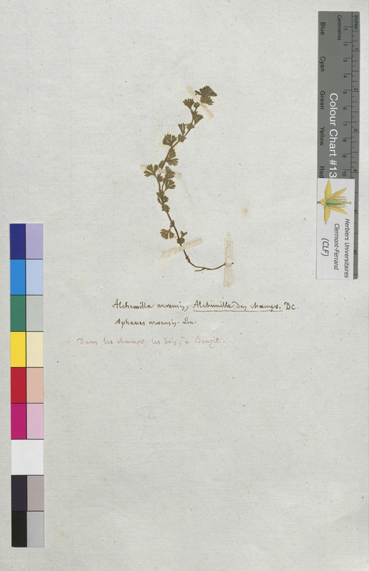 Alchemilla arvensis (Rosaceae)