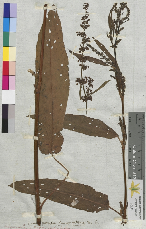 Rumex patientia (Polygonaceae)