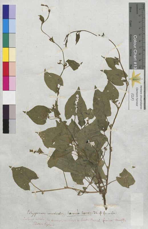 Polygonum convolvulus (Polygonaceae)