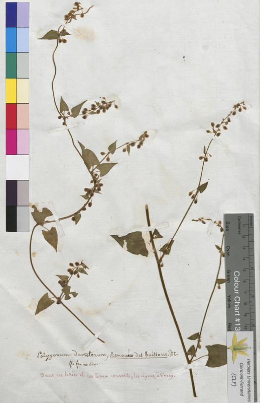 Polygonum dumetorum (Polygonaceae)