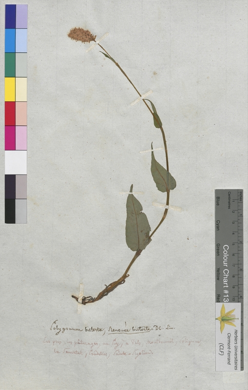 Polygonum bistorta (Polygonaceae)