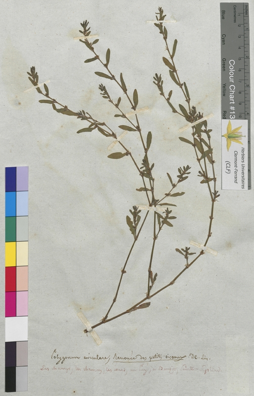 Polygonum aviculare (Polygonaceae)