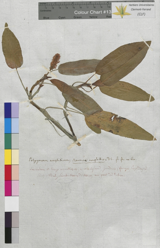 Polygonum amphibium (Polygonaceae)