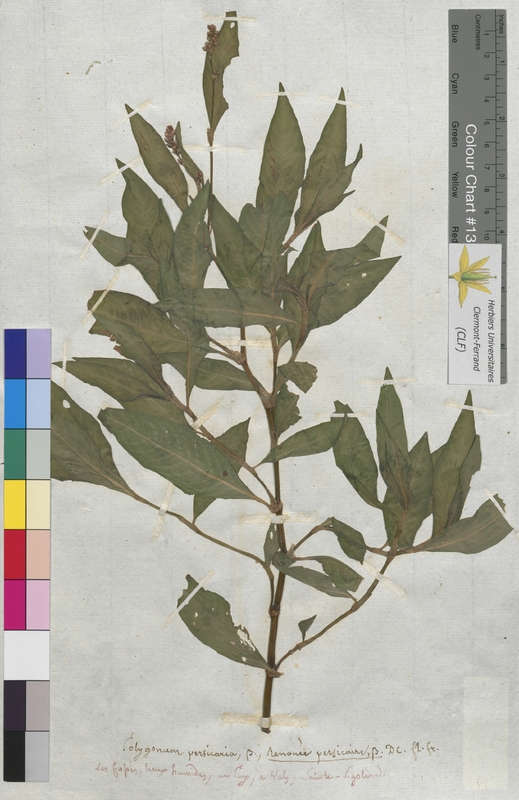 Polygonum persicaria (Polygonaceae)