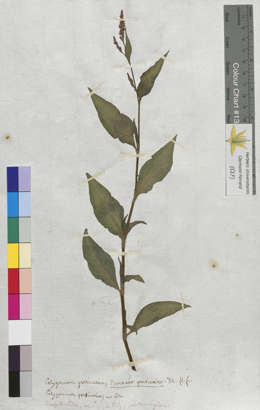 Polygonum persicaria (Polygonaceae)