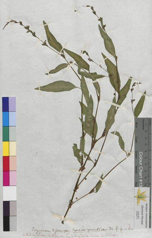 Polygonum hydropiper (Polygonaceae)