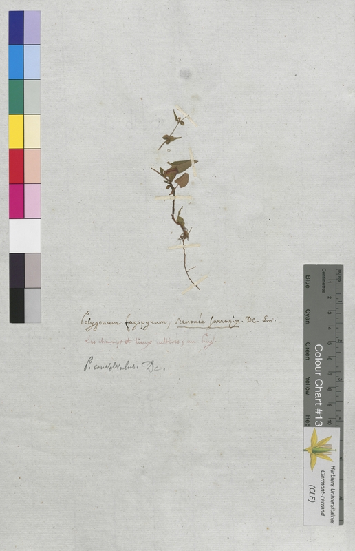 Polygonum fagopyrum (Polygonaceae)