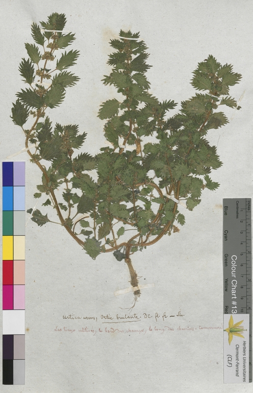 Urtica urens (Urticaceae)