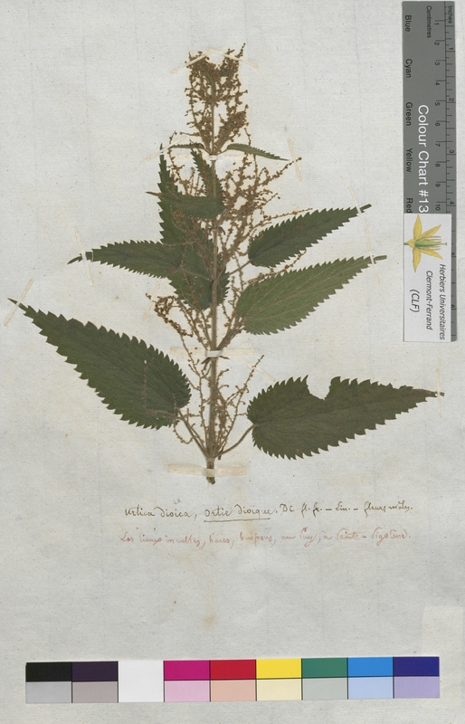 Urtica dioica (Urticaceae)