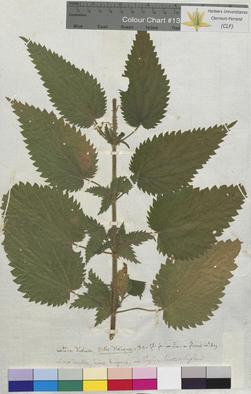 Urtica dioica (Urticaceae)