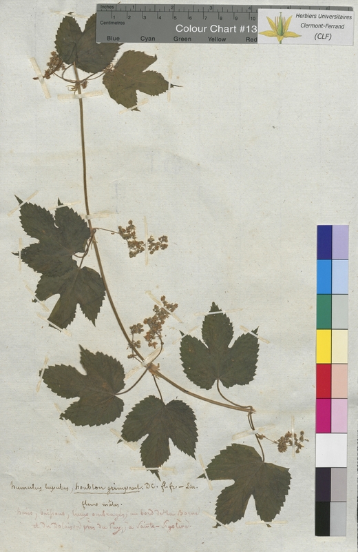 Humulus lupulus (Cannabaceae)