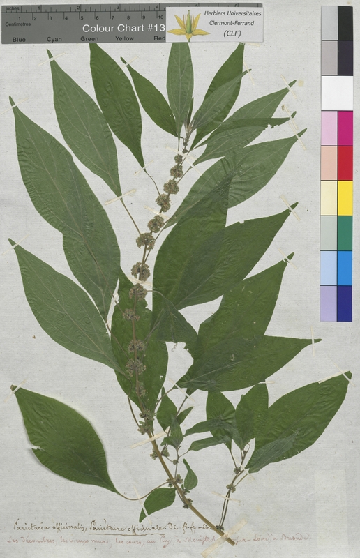 Parietaria officinalis (Urticaceae)