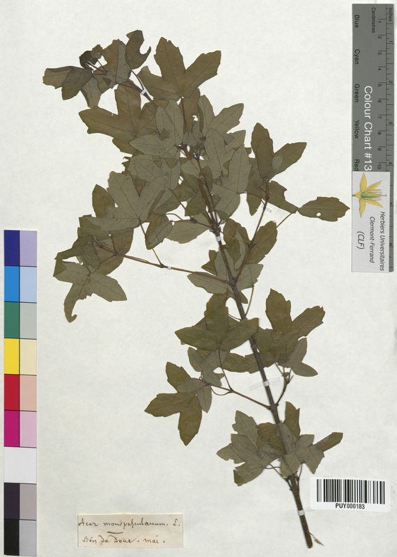 Acer monspessulanum (Aceraceae)