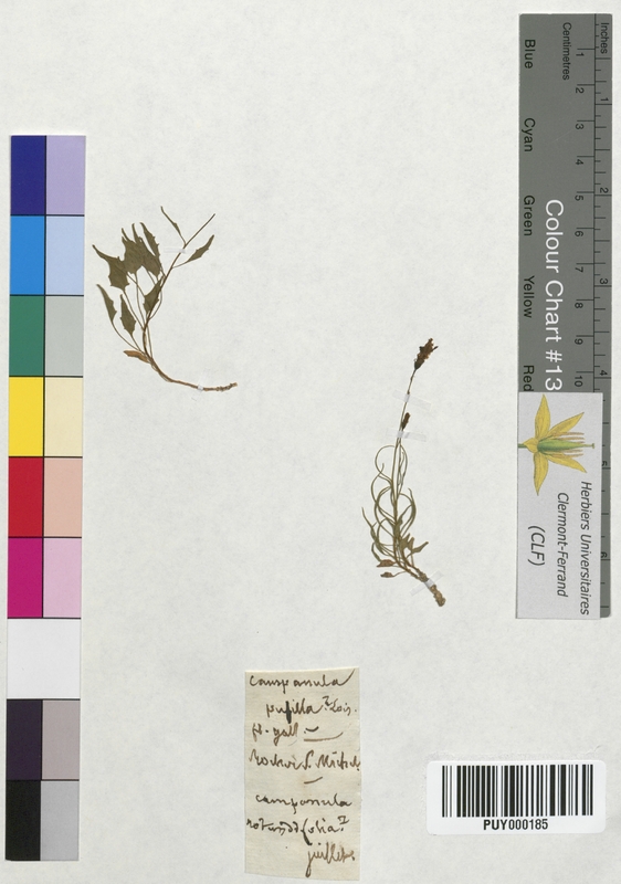 Campanula pusilla (Campanulaceae)