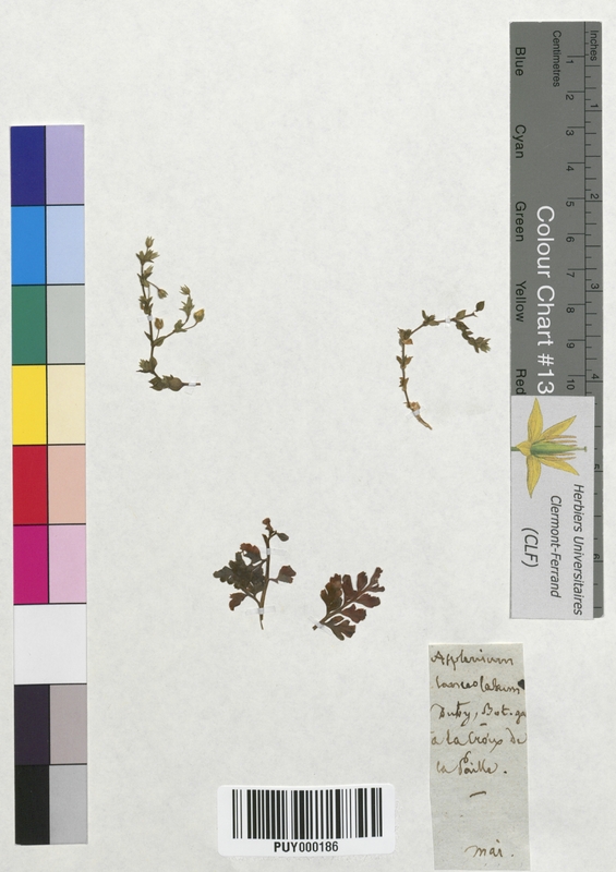 Asplenium lanceolatum (Aspleniaceae)