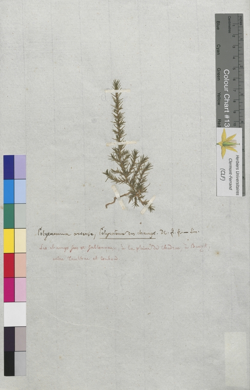 Polycnemum arvense (Chenopodiaceae)