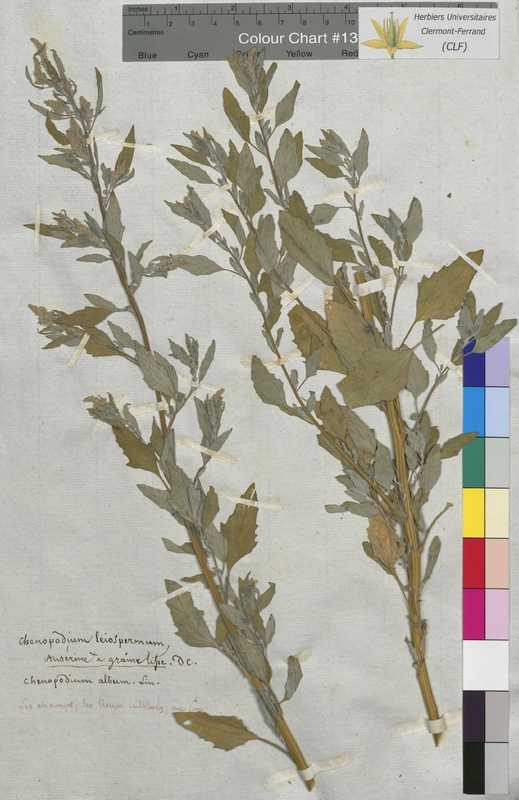 Chenopodium leiospermum (Chenopodiaceae)