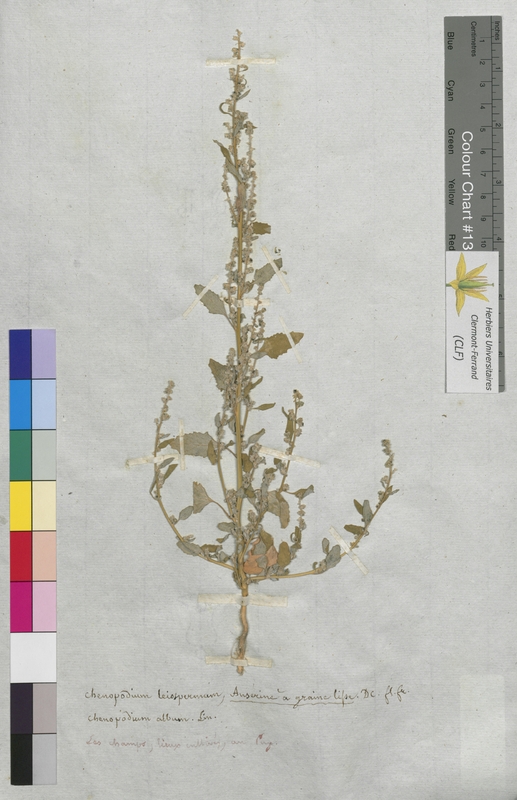 Chenopodium leiospermum (Chenopodiaceae)