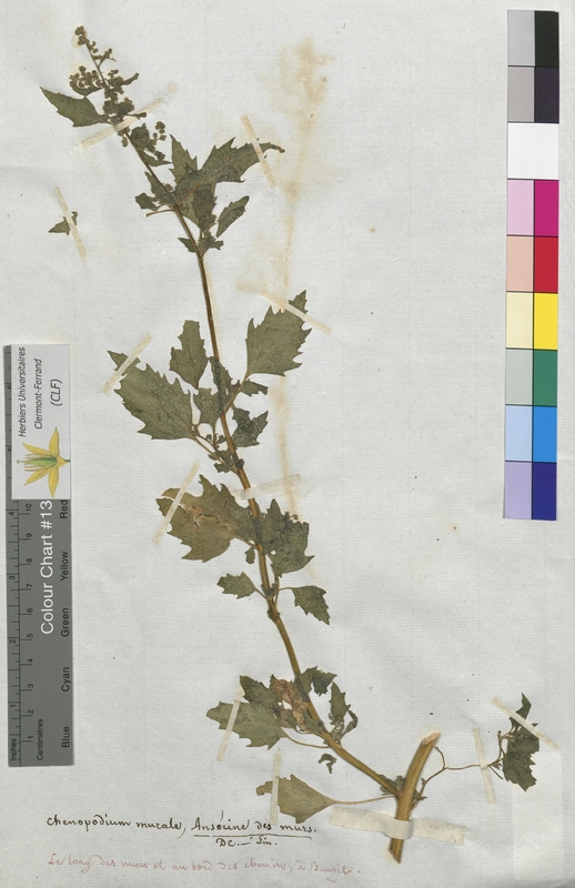 Chenopodium murale (Chenopodiaceae)