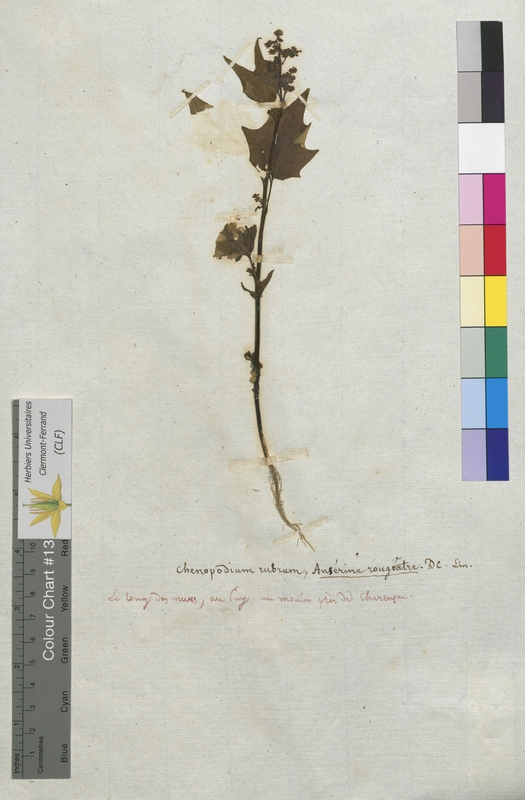 Chenopodium rubrum (Chenopodiaceae)