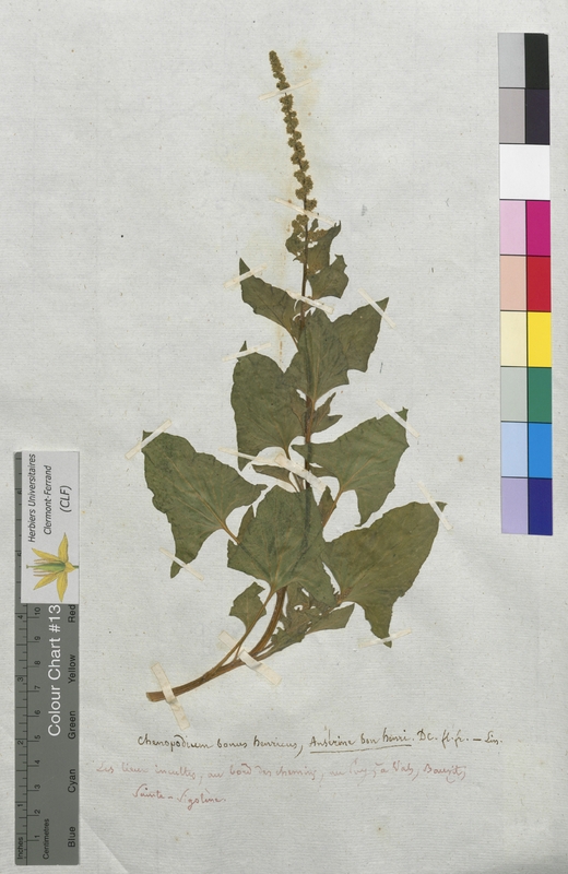 Chenopodium bonus-henricus (Chenopodiaceae)
