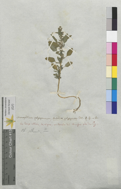 Chenopodium polyspermum (Chenopodiaceae)