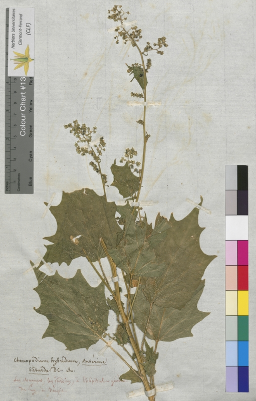 Chenopodium hybridum (Chenopodiaceae)