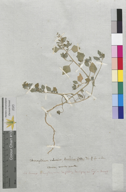 Chenopodium vulvaria (Chenopodiaceae)