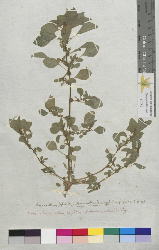 Amaranthus silvestris (Amaranthaceae)