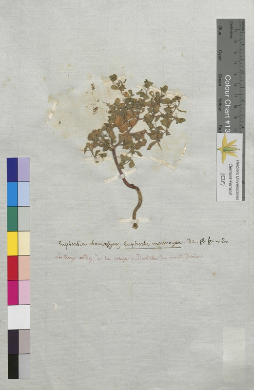 Euphorbia chamaesyce (Euphorbiaceae)