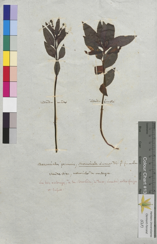 Mercurialis perennis (Euphorbiaceae)