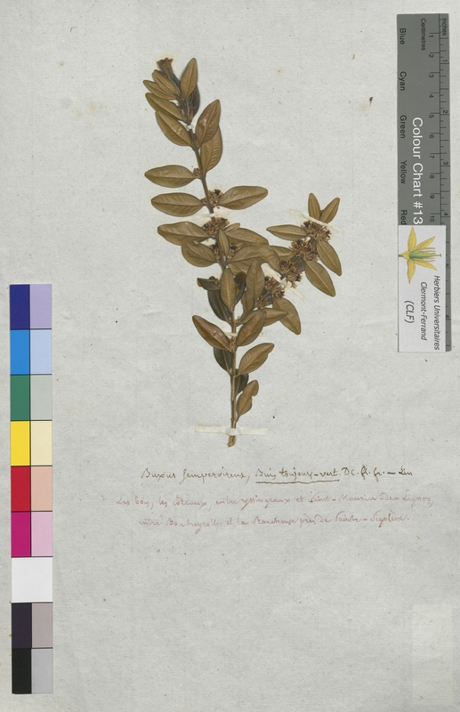 Buxus sempervirens (Buxaceae)