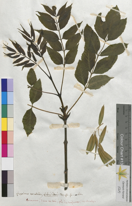 Fraxinus excelsior (Oleaceae)