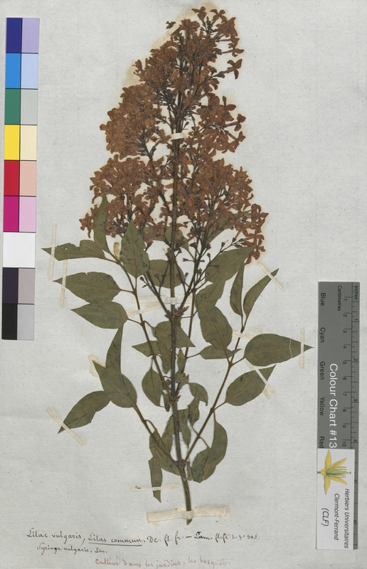 Lilac vulgaris (Oleaceae)