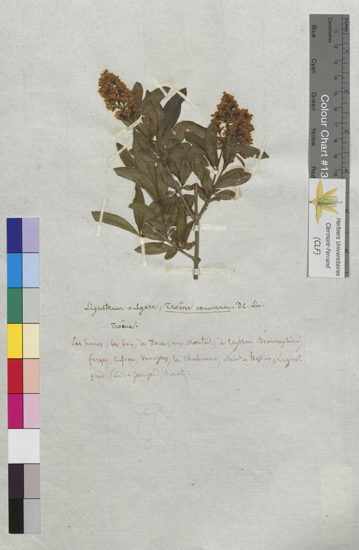 Ligustrum vulgare (Oleaceae)