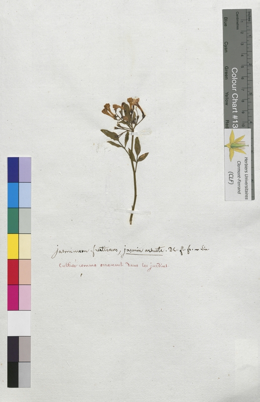 Jasminum fruticans (Oleaceae)