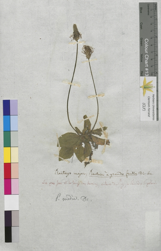 Plantago major (Plantaginaceae)