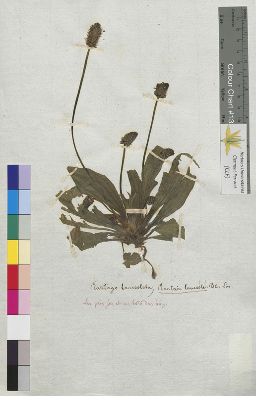 Plantago lanceolata (Plantaginaceae)