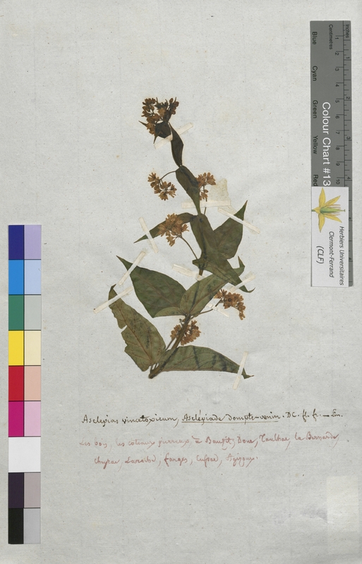 Asclepias vincetoxicum (Asclepiadaceae)