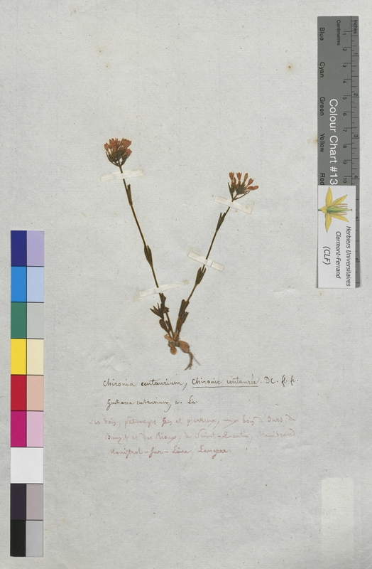 Chironia centaurium (Gentianaceae)