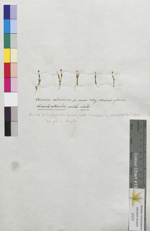 Chironia centaurium (Gentianaceae)