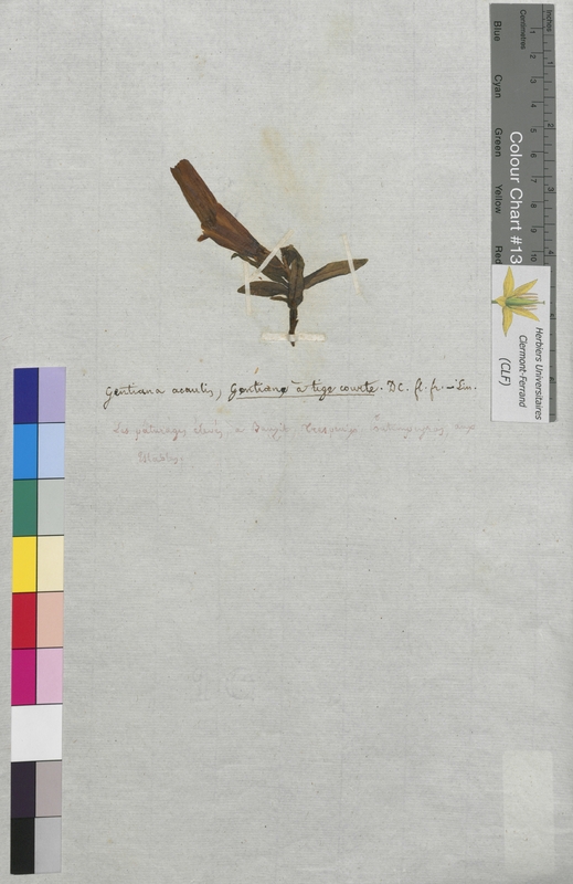 Gentiana acaulis (Gentianaceae)