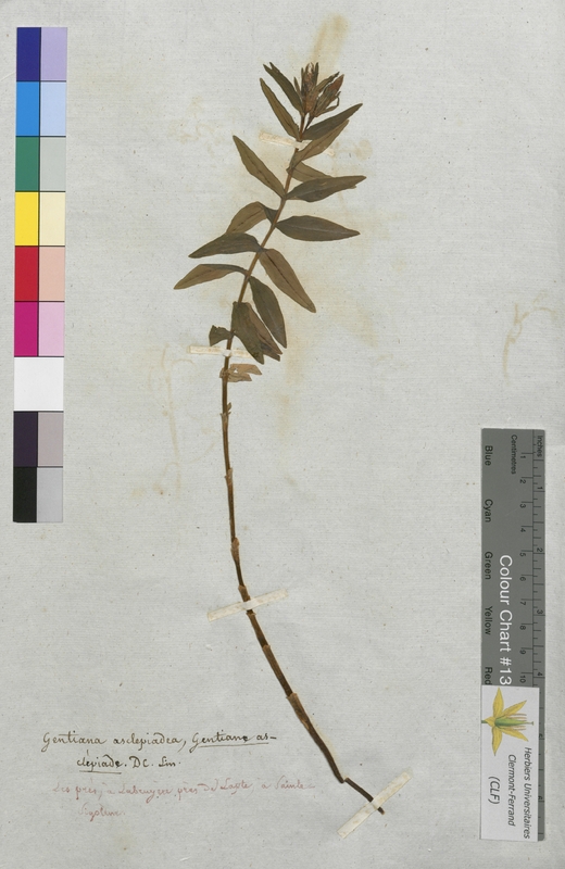 Gentiana asclepiadea (Gentianaceae)